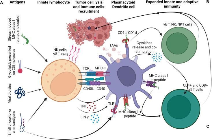 https://cdn.ncbi.nlm.nih.gov/pmc/blobs/2671/12414947/f95196cf5be5/fimmu-16-1618751-g002.jpg