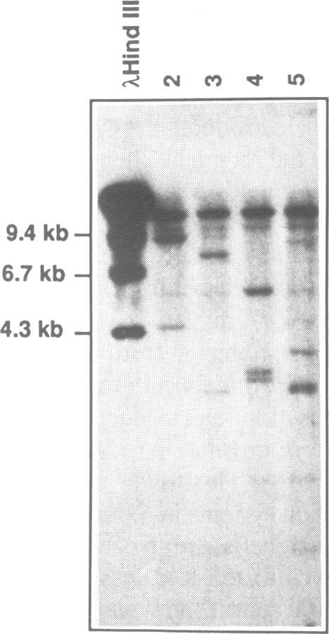 https://cdn.ncbi.nlm.nih.gov/pmc/blobs/2675/332451/890df0ee7dfa/nar00204-0222-a.jpg