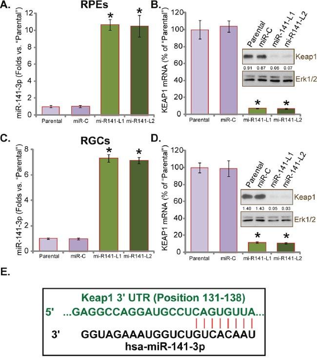 https://cdn.ncbi.nlm.nih.gov/pmc/blobs/267b/5355087/1fb1f2b7fa74/oncotarget-08-13186-g001.jpg