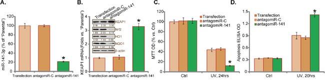 https://cdn.ncbi.nlm.nih.gov/pmc/blobs/267b/5355087/c8c5c733981d/oncotarget-08-13186-g005.jpg