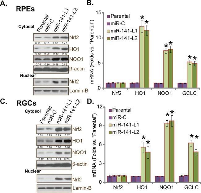 https://cdn.ncbi.nlm.nih.gov/pmc/blobs/267b/5355087/ea3ed66510b7/oncotarget-08-13186-g002.jpg