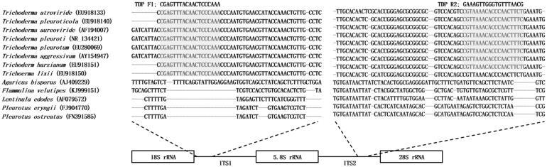 https://cdn.ncbi.nlm.nih.gov/pmc/blobs/267b/7476530/34c0cdfd7b77/TMYB_A_1785754_F0002_B.jpg
