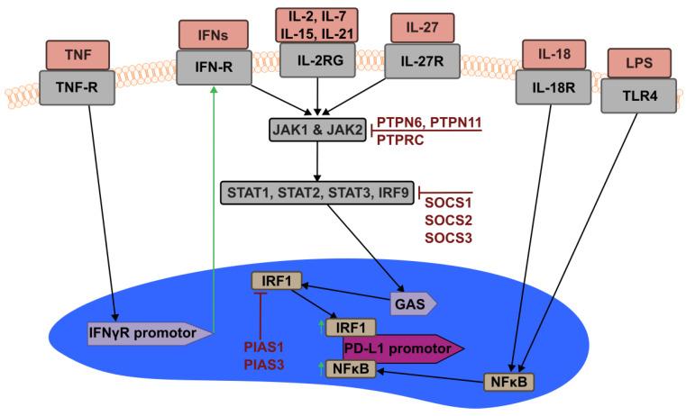 https://cdn.ncbi.nlm.nih.gov/pmc/blobs/267b/9369208/9dd8afa877bf/ijms-23-08599-g002.jpg