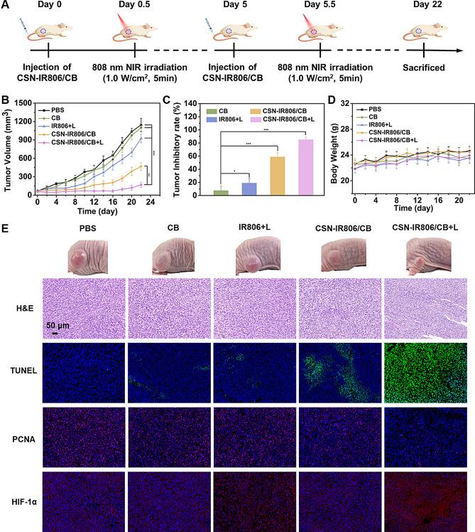 https://cdn.ncbi.nlm.nih.gov/pmc/blobs/267e/12032639/3f332dd10d11/12951_2025_3394_Fig6_HTML.jpg