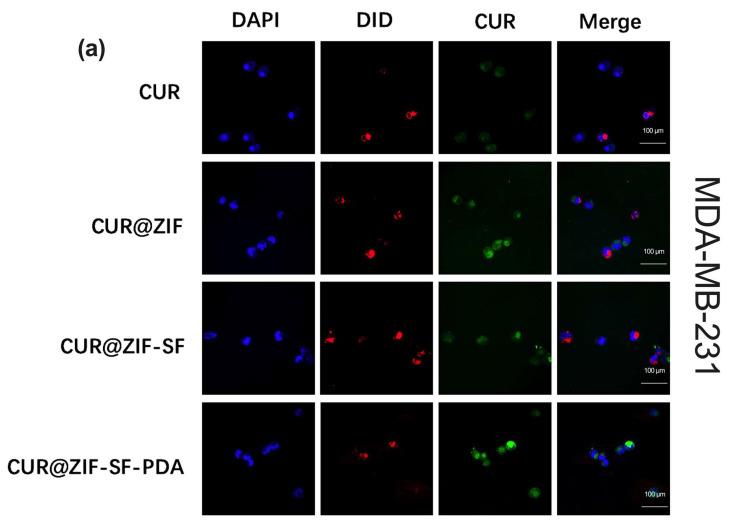 https://cdn.ncbi.nlm.nih.gov/pmc/blobs/267f/10384305/da4c0d4d33d0/pharmaceutics-15-01811-g006a.jpg