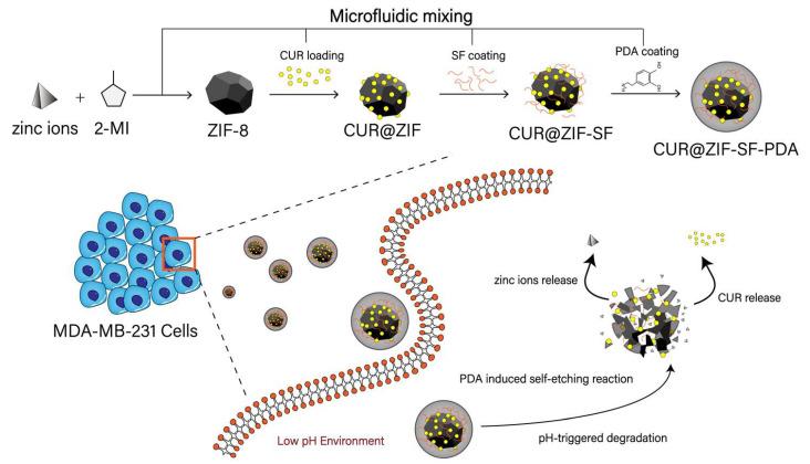 https://cdn.ncbi.nlm.nih.gov/pmc/blobs/267f/10384305/dd51acb133b3/pharmaceutics-15-01811-g002.jpg