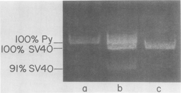 https://cdn.ncbi.nlm.nih.gov/pmc/blobs/267f/515982/7157d94f12f1/jvirol00215-0294-a.jpg
