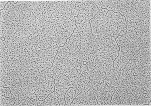 https://cdn.ncbi.nlm.nih.gov/pmc/blobs/267f/515982/90ce5897b55e/jvirol00215-0292-a.jpg