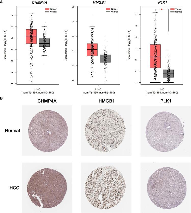 https://cdn.ncbi.nlm.nih.gov/pmc/blobs/267f/9578146/a996834fcf6d/fonc-12-986827-g008.jpg