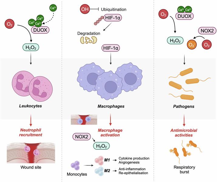 https://cdn.ncbi.nlm.nih.gov/pmc/blobs/2684/11577046/74c1e0800c19/42003_2024_7219_Fig3_HTML.jpg
