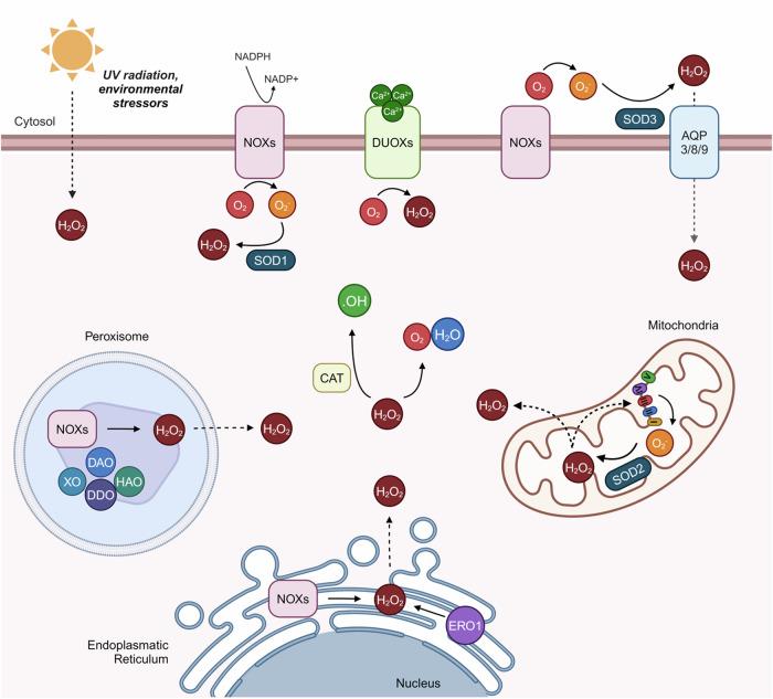 https://cdn.ncbi.nlm.nih.gov/pmc/blobs/2684/11577046/9920aad8ce53/42003_2024_7219_Fig2_HTML.jpg