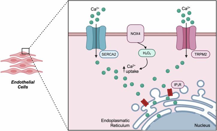 https://cdn.ncbi.nlm.nih.gov/pmc/blobs/2684/11577046/9da6cca2244c/42003_2024_7219_Fig4_HTML.jpg