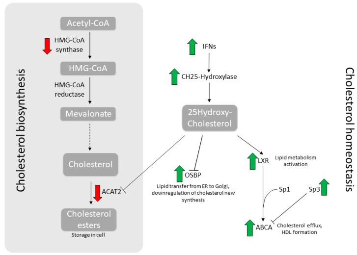 https://cdn.ncbi.nlm.nih.gov/pmc/blobs/2687/8293206/8387a440821a/idr-13-00060-g003.jpg