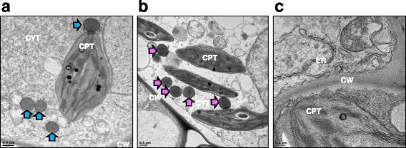 https://cdn.ncbi.nlm.nih.gov/pmc/blobs/2689/5450216/59ffd5dfd1d9/12896_2017_370_Fig3_HTML.jpg