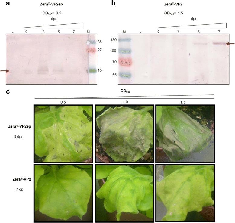 https://cdn.ncbi.nlm.nih.gov/pmc/blobs/2689/5450216/fb7d849af65c/12896_2017_370_Fig2_HTML.jpg