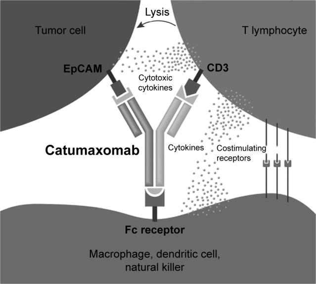 https://cdn.ncbi.nlm.nih.gov/pmc/blobs/2689/5784585/c934117c6af1/dddt-12-195Fig2.jpg