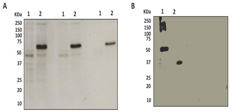https://cdn.ncbi.nlm.nih.gov/pmc/blobs/2689/8003813/7d900f452537/ijms-22-03166-g003.jpg
