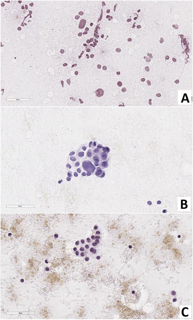 https://cdn.ncbi.nlm.nih.gov/pmc/blobs/2689/8419459/862562b44fd4/fendo-12-710947-g002.jpg