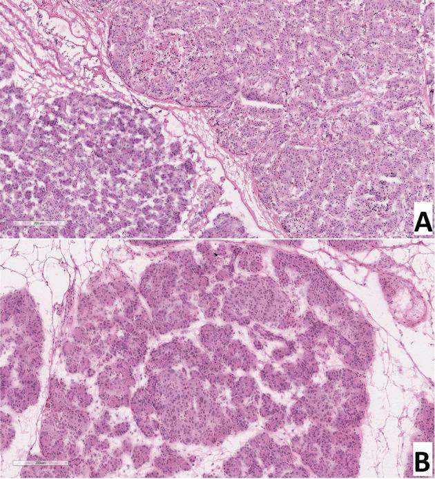 https://cdn.ncbi.nlm.nih.gov/pmc/blobs/2689/8419459/f537b729c925/fendo-12-710947-g003.jpg