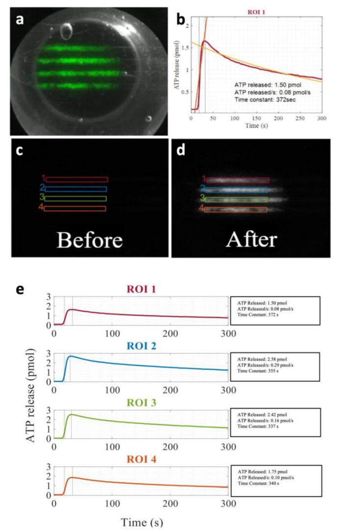 https://cdn.ncbi.nlm.nih.gov/pmc/blobs/2691/8307140/0a05225ac2ec/life-11-00700-g007.jpg