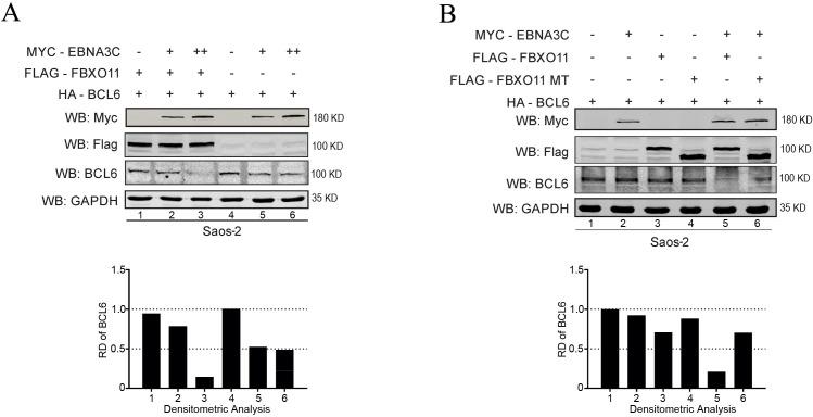 https://cdn.ncbi.nlm.nih.gov/pmc/blobs/2694/11265398/bdeb6c402750/jvi.00548-24.f002.jpg