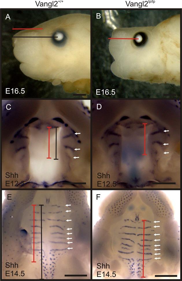https://cdn.ncbi.nlm.nih.gov/pmc/blobs/2698/3960056/101849c5b4a7/mgg30002-0138-f9.jpg