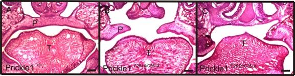 https://cdn.ncbi.nlm.nih.gov/pmc/blobs/2698/3960056/16fef949e2c8/mgg30002-0138-f3.jpg