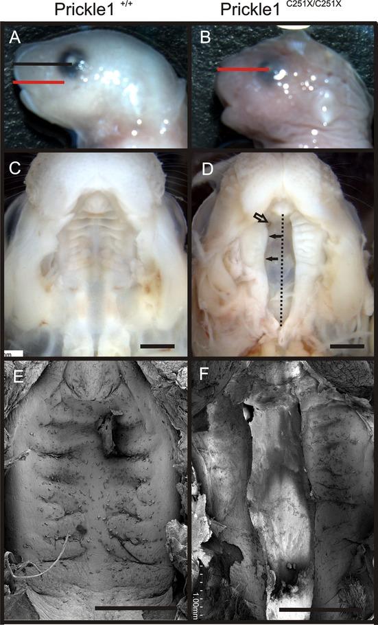 https://cdn.ncbi.nlm.nih.gov/pmc/blobs/2698/3960056/a2fb5548696c/mgg30002-0138-f2.jpg