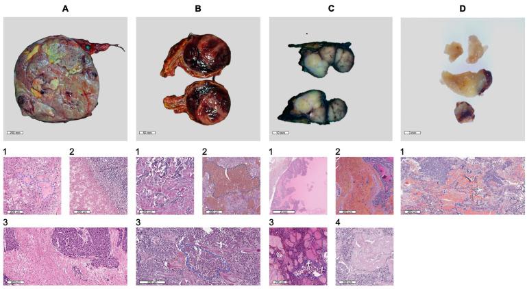 https://cdn.ncbi.nlm.nih.gov/pmc/blobs/269a/11429318/467312d7f0de/biology-13-00665-g001.jpg