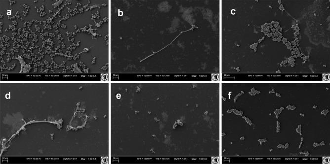 https://cdn.ncbi.nlm.nih.gov/pmc/blobs/269e/8342346/1dddd2cb6b30/12602_2021_9757_Fig4_HTML.jpg