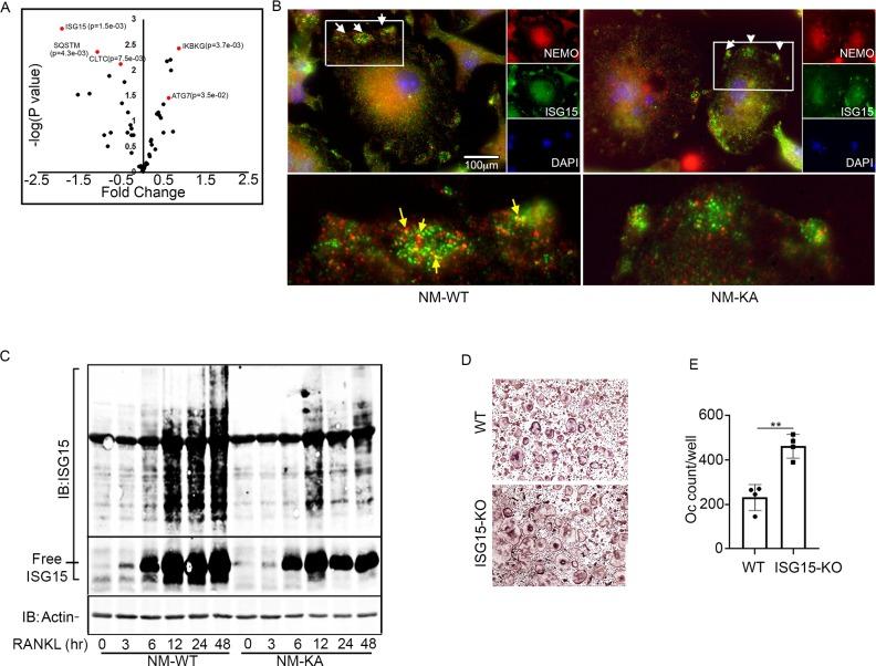 https://cdn.ncbi.nlm.nih.gov/pmc/blobs/26a1/7145425/03e69e8b0d0f/elife-56095-fig6.jpg