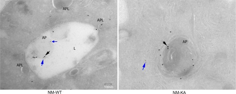 https://cdn.ncbi.nlm.nih.gov/pmc/blobs/26a1/7145425/763429f4ed48/elife-56095-fig6-figsupp1.jpg