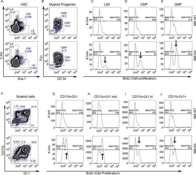 https://cdn.ncbi.nlm.nih.gov/pmc/blobs/26a1/7145425/7f34461db6a1/elife-56095-fig3-figsupp1.jpg