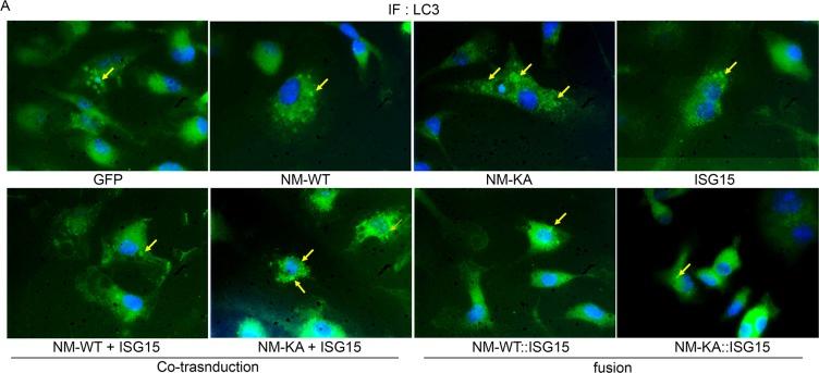 https://cdn.ncbi.nlm.nih.gov/pmc/blobs/26a1/7145425/a2f345e00702/elife-56095-fig7-figsupp1.jpg
