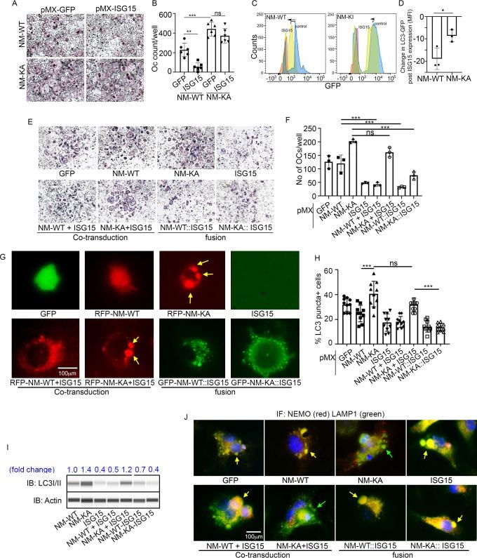 https://cdn.ncbi.nlm.nih.gov/pmc/blobs/26a1/7145425/c6334893aa32/elife-56095-fig7.jpg