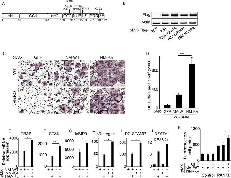 https://cdn.ncbi.nlm.nih.gov/pmc/blobs/26a1/7145425/c933fb401b3d/elife-56095-fig1.jpg