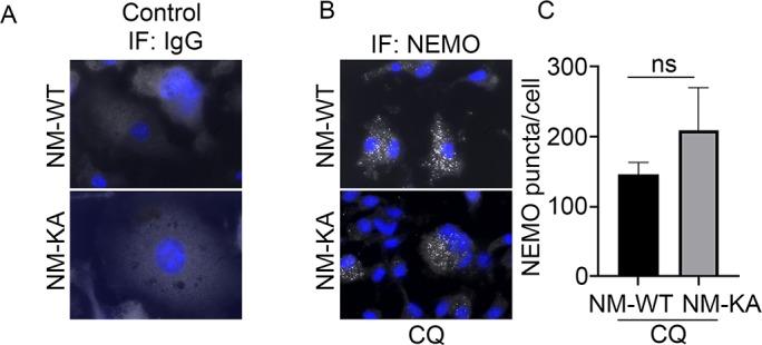https://cdn.ncbi.nlm.nih.gov/pmc/blobs/26a1/7145425/f798553a9f55/elife-56095-fig5-figsupp1.jpg