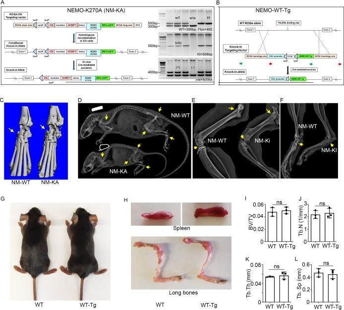 https://cdn.ncbi.nlm.nih.gov/pmc/blobs/26a1/7145425/f8910ca908a9/elife-56095-fig2-figsupp1.jpg