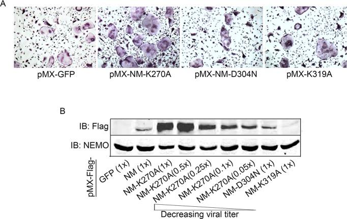 https://cdn.ncbi.nlm.nih.gov/pmc/blobs/26a1/7145425/fe15d235e09f/elife-56095-fig1-figsupp1.jpg