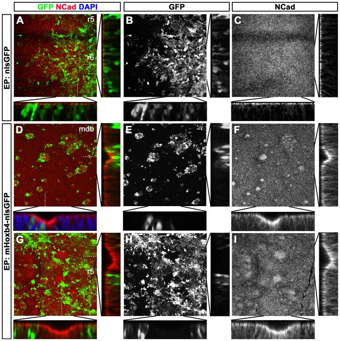 https://cdn.ncbi.nlm.nih.gov/pmc/blobs/26a5/3957373/388fa411229a/DEV098954F5.jpg