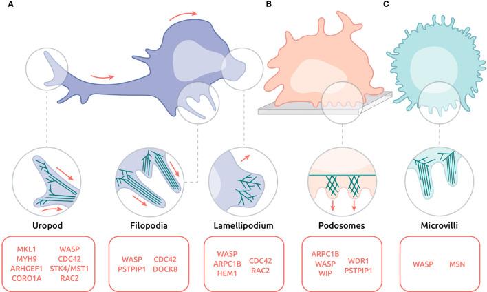 https://cdn.ncbi.nlm.nih.gov/pmc/blobs/26a5/8634686/272788f3e46f/fimmu-12-750537-g003.jpg