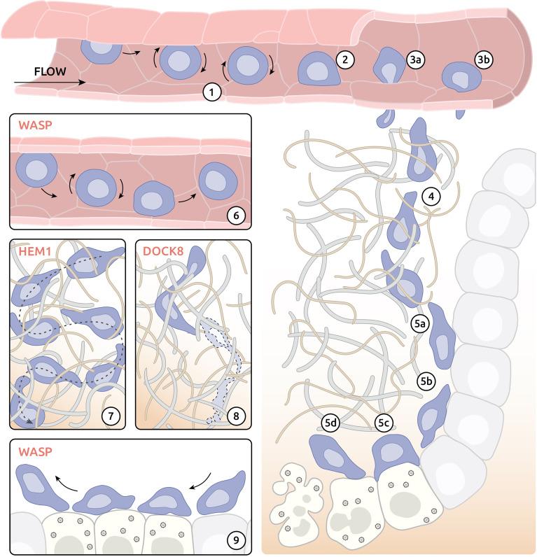 https://cdn.ncbi.nlm.nih.gov/pmc/blobs/26a5/8634686/e6d45f94a6c6/fimmu-12-750537-g002.jpg