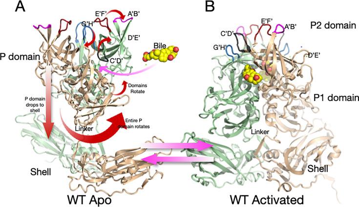 https://cdn.ncbi.nlm.nih.gov/pmc/blobs/26a8/12172446/59d479ed7044/jvi.00219-25.f002.jpg