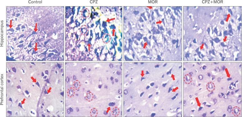 https://cdn.ncbi.nlm.nih.gov/pmc/blobs/26ab/6026826/f859dcab8555/acb-51-119-g003.jpg