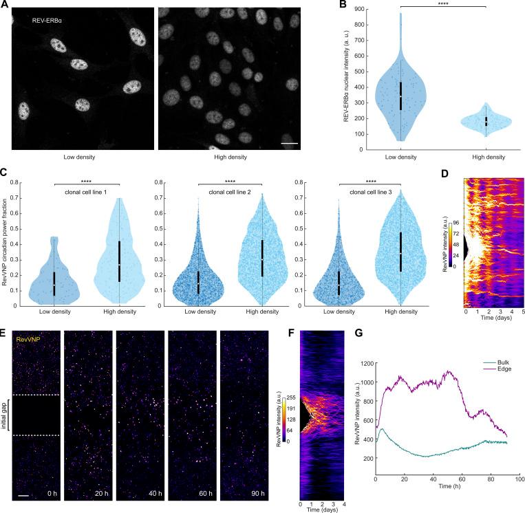 https://cdn.ncbi.nlm.nih.gov/pmc/blobs/26ad/10308087/0986559331d9/JCB_202209120_FigS2.jpg