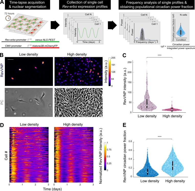 https://cdn.ncbi.nlm.nih.gov/pmc/blobs/26ad/10308087/2bc200f15928/JCB_202209120_Fig1.jpg