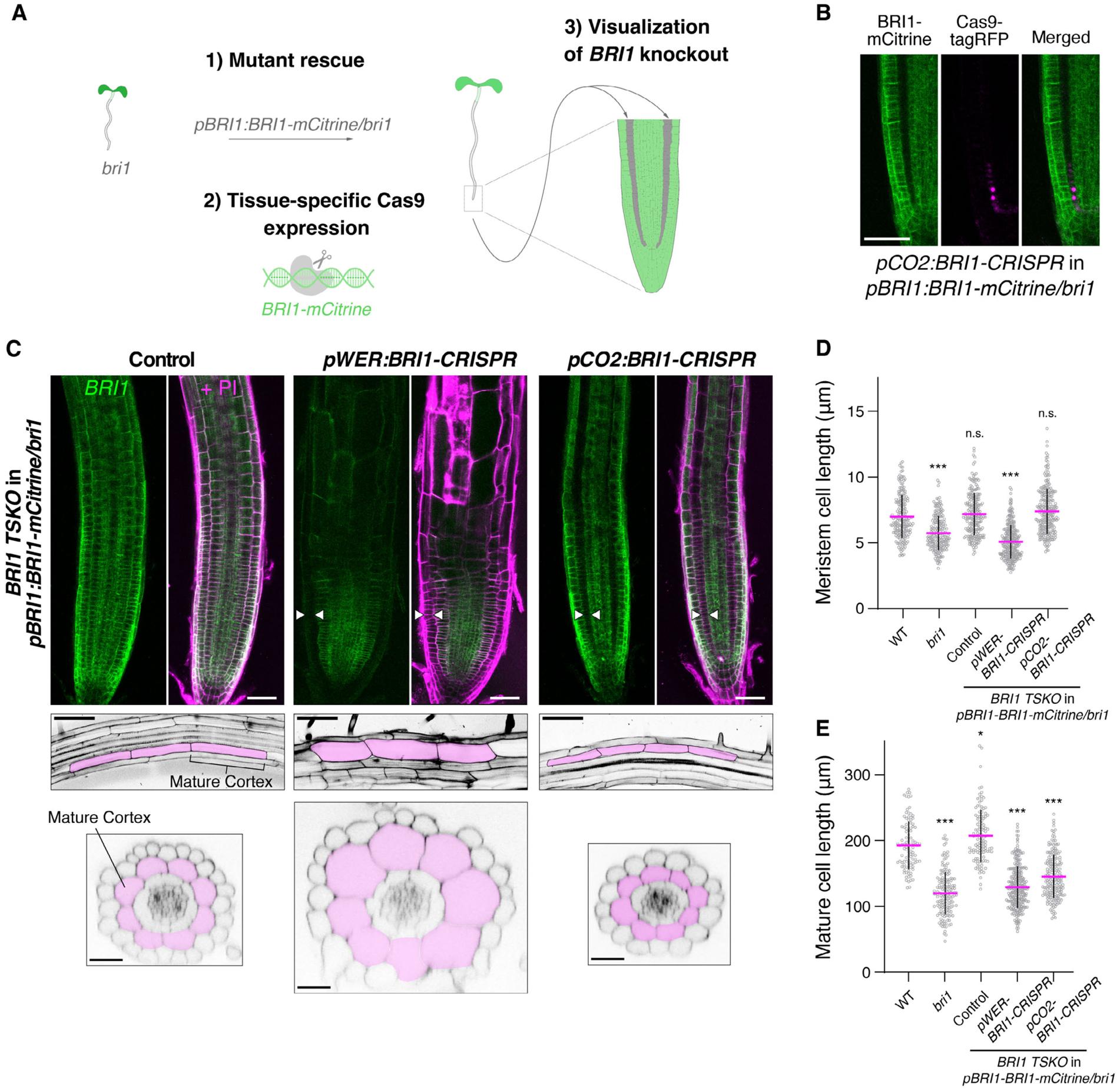 https://cdn.ncbi.nlm.nih.gov/pmc/blobs/26af/10119888/f12f9cb4e45c/nihms-1889089-f0004.jpg