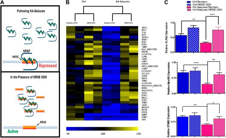 https://cdn.ncbi.nlm.nih.gov/pmc/blobs/26b6/4129437/57b09f6406d0/elife01267f003.jpg