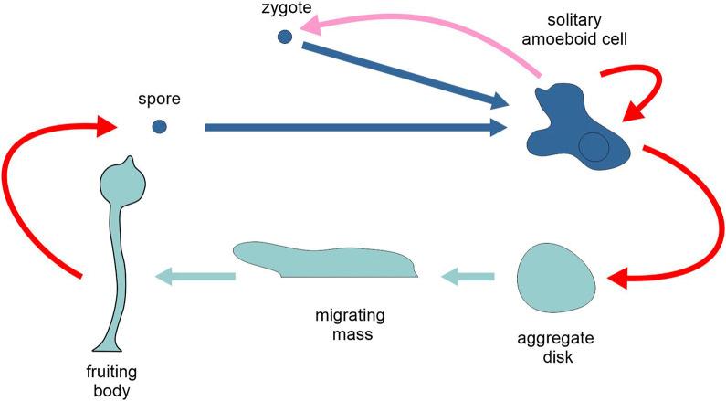 https://cdn.ncbi.nlm.nih.gov/pmc/blobs/26ba/12116582/06129ca9b44b/fcell-13-1585073-g008.jpg
