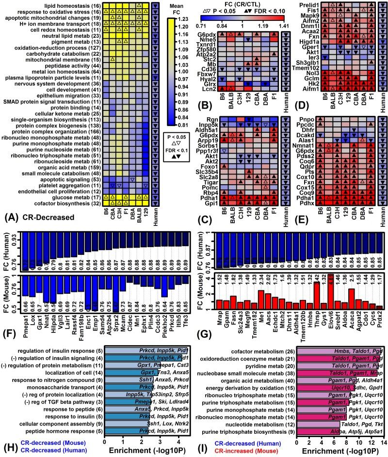 https://cdn.ncbi.nlm.nih.gov/pmc/blobs/26bb/5940131/be6df8e86a39/aging-10-101424-g008.jpg